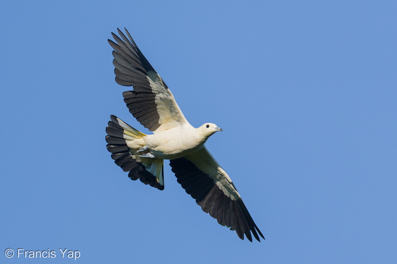 Pied_Imperial_Pigeon-251002-125FRYAP-FYA02228-W.jpg