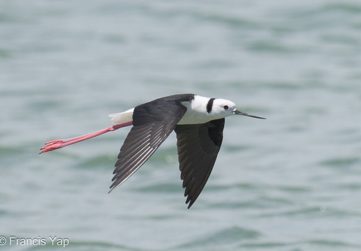 Pied Stilt - display this album Pied Stilt