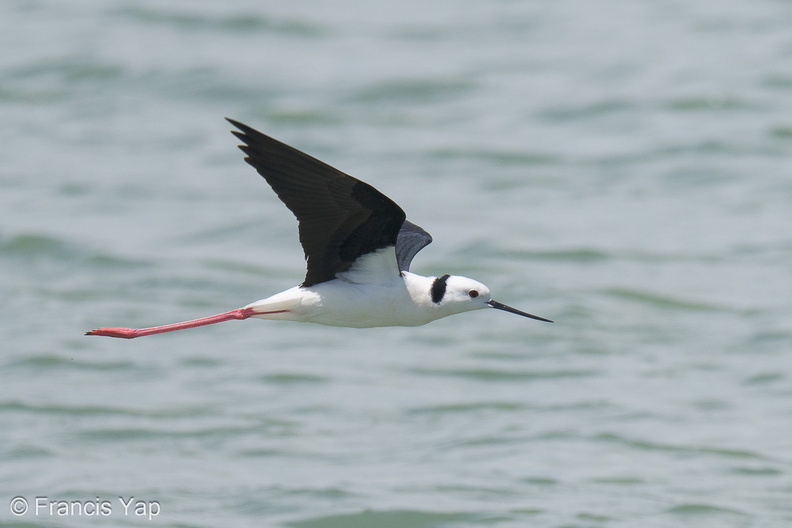 Pied_Stilt-230523-205MSDCF-FYP04687-W.jpg