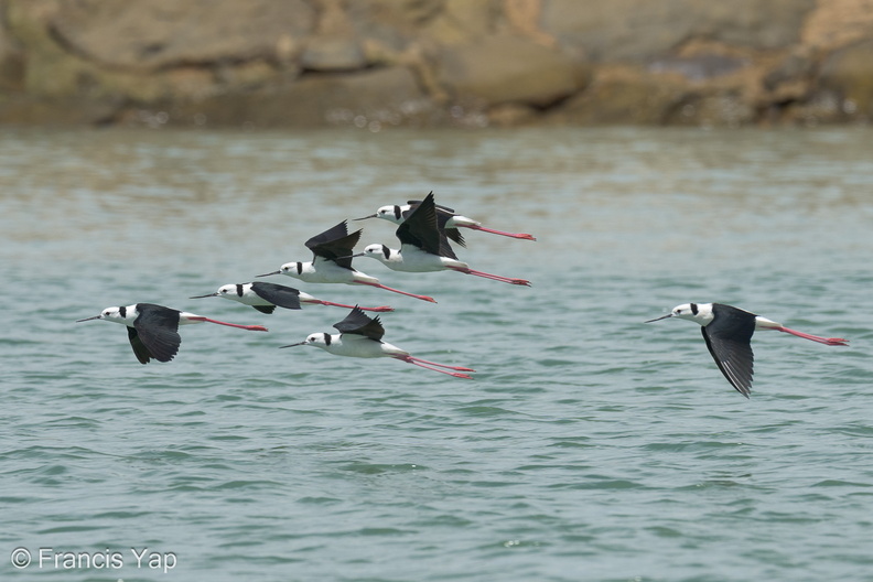 Pied_Stilt-230523-205MSDCF-FYP05210-W.jpg