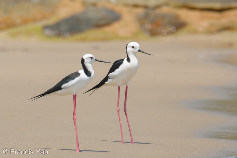 Pied_Stilt-260403-169FRYAP-FYA02322-W.jpg