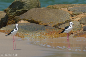 Pied Stilt-260403-169FRYAP-FYA04715-W.jpg