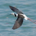Pied_Stilt-260403-170FRYAP-FYA01900-W.jpg