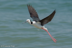 Pied Stilt-260403-170FRYAP-FYA01913-W.jpg