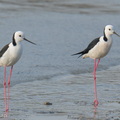 Pied_Stilt-260507-187FRYAP-FYA06305-W.jpg