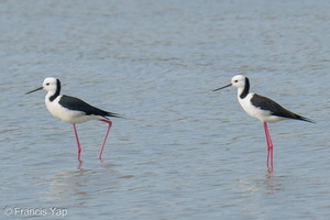 Pied Stilt-260507-187FRYAP-FYA07683-W.jpg