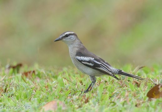 Pied Triller - display this album Pied Triller