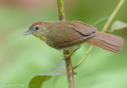 Pin-striped Tit-Babbler - display this album Pin-striped Tit-Babbler