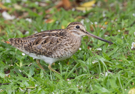 Pin-tailed Snipe - display this album Pin-tailed Snipe