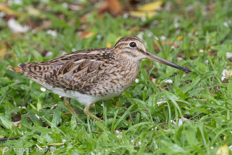 Pin-tailed_Snipe-140330-114EOS1D-FYAP1425-W.jpg