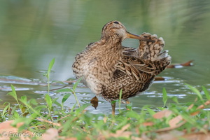 Pin-tailed Snipe-140402-114EOS1D-FYAP2679-W.jpg