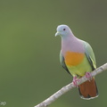 Pink-necked_Green_Pigeon-170125-109EOS1D-F1X22914-W.jpg
