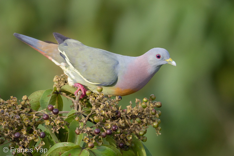 Pink-necked_Green_Pigeon-170519-100ND500-FYP_2745-W.jpg