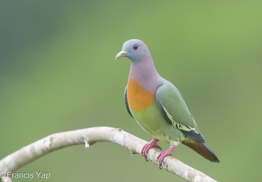 Pink-necked Green Pigeon - display this album Pink-necked Green Pigeon