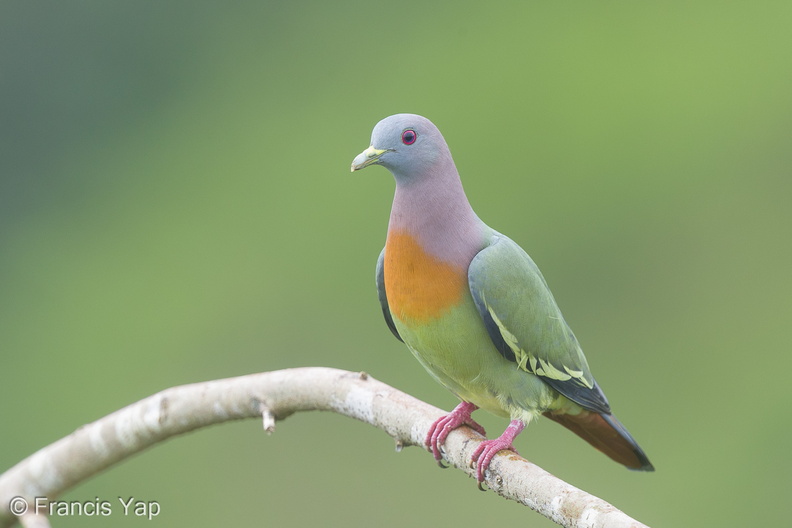 Pink-necked_Green_Pigeon-180105-115EOS1D-F1X28396-W.jpg