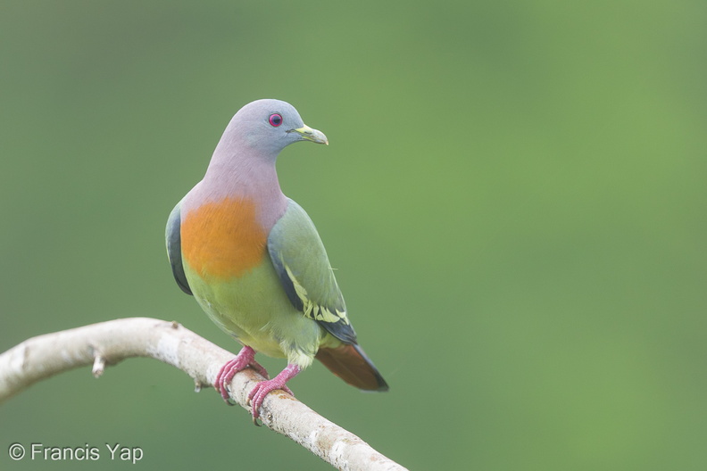 Pink-necked_Green_Pigeon-180105-115EOS1D-F1X28432-W.jpg