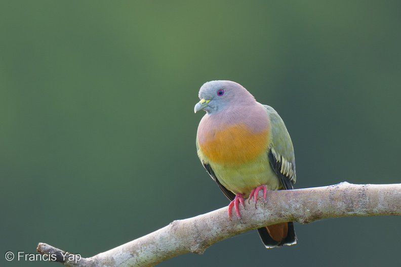 Pink-necked_Green_Pigeon-250404-102FRYAP-FYA02407-W.jpg