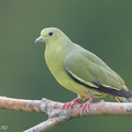 Pink-necked_Green_Pigeon-260213-153FRYAP-FYA09370-W.jpg
