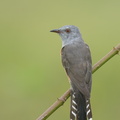 Plaintive_Cuckoo-130808-109EOS1D-FY1X6552-W.jpg