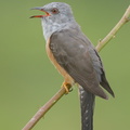 Plaintive_Cuckoo-130808-109EOS1D-FY1X6928-W.jpg