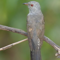 Plaintive_Cuckoo-160701-101EOS1D-F1X27461-W.jpg