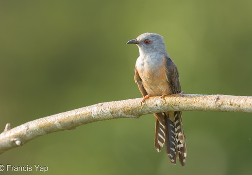 Plaintive Cuckoo - display this album Plaintive Cuckoo
