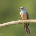 Plaintive_Cuckoo-160708-102EOS1D-F1X20118-W.jpg