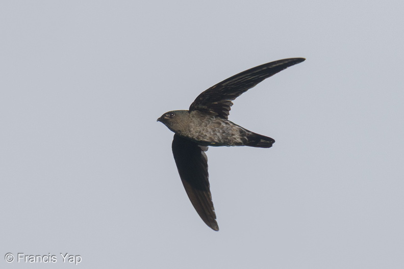 Plume-toed_Swiftlet-210521-110MSDCF-FRY09999-W.jpg