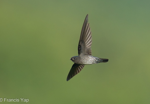 Plume-toed Swiftlet - display this album Plume-toed Swiftlet