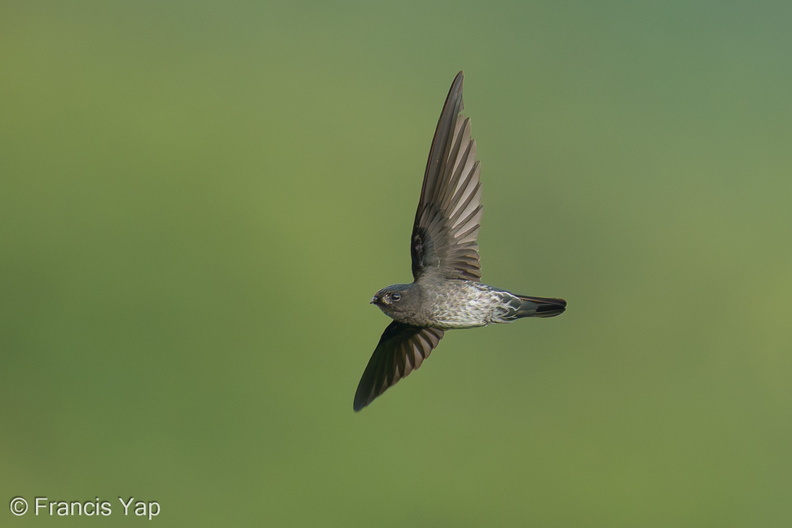 Plume-toed_Swiftlet-211223-134MSDCF-FRY00008-W.jpg