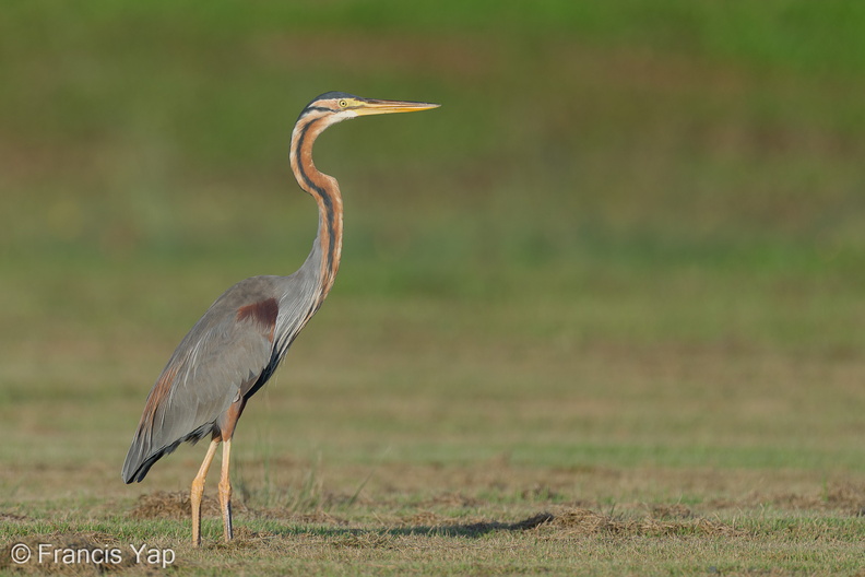 Purple_Heron-220106-135MSDCF-FRY04282-W.jpg