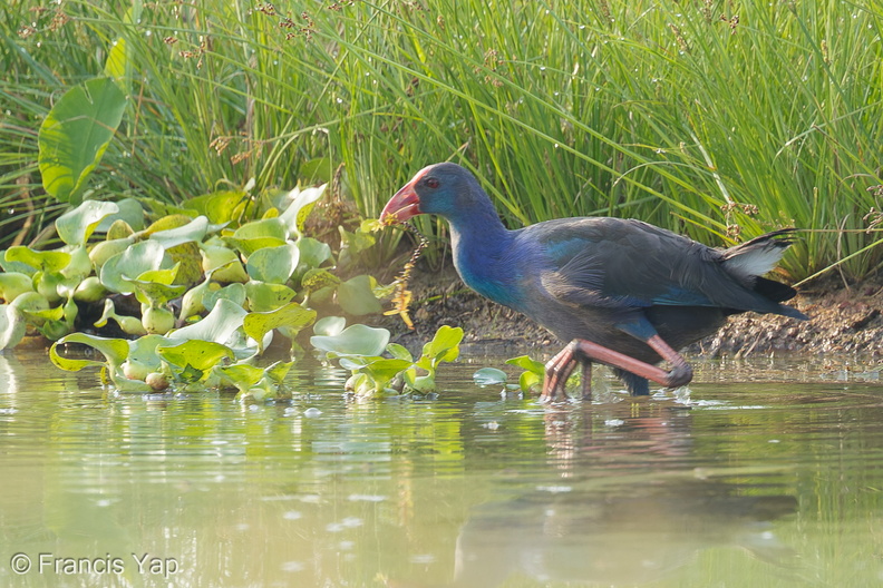 Purple_Swamphen-120628-112EOS1D-FYAP0473-W.jpg