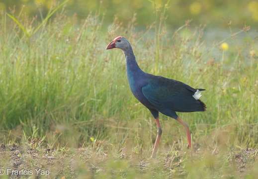 Purple Swamphen - display this album Purple Swamphen
