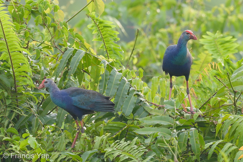 Purple_Swamphen-120914-101EOS1D-FY1X6288-W.jpg