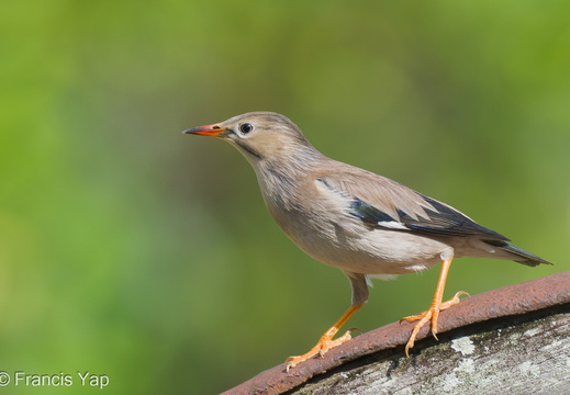 Red-billed Starling - display this album Red-billed Starling