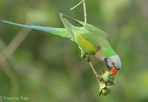 Red-breasted Parakeet - display this album Red-breasted Parakeet