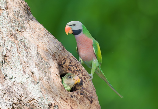 Singapore / Birds / Red-breasted Parakeet - display this album Red-breasted Parakeet