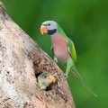 Red-breasted_Parakeet-250706-113FRYAP-FYA03011-W.jpg