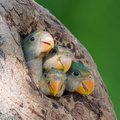 Red-breasted_Parakeet-250706-113FRYAP-FYA04062-W.jpg