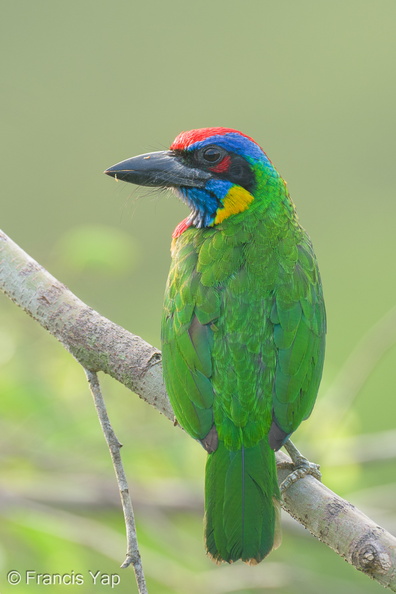 Red-crowned_Barbet-230308-171MSDCF-FYP05057-W.jpg