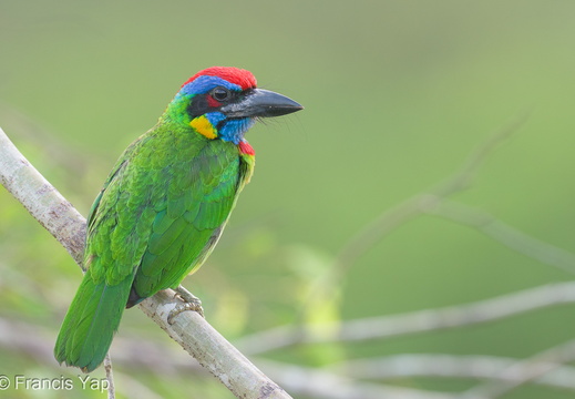 Red-crowned Barbet - display this album Red-crowned Barbet