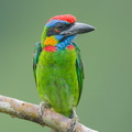 Red-crowned_Barbet-250820-120FRYAP-FYA02206-W.jpg