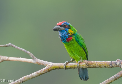 Red-crowned Barbet