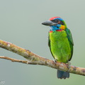 Red-crowned_Barbet-250905-122FRYAP-FYA01060-W.jpg