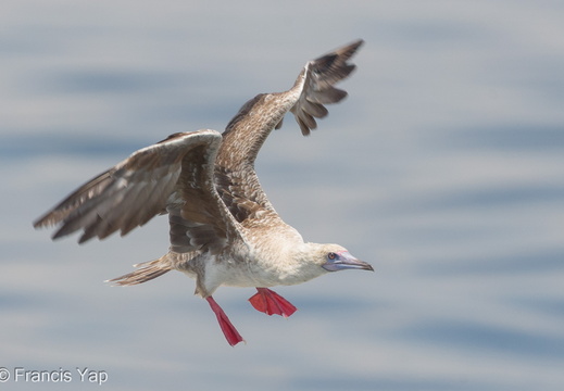 Red-footed Booby - display this album Red-footed Booby
