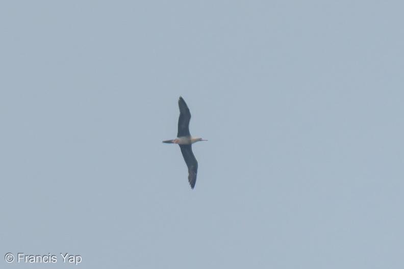 Red-footed_Booby-231022-209MSDCF-FYP01226-W.jpg