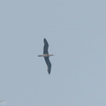 Red-footed_Booby-231022-209MSDCF-FYP01226-W.jpg