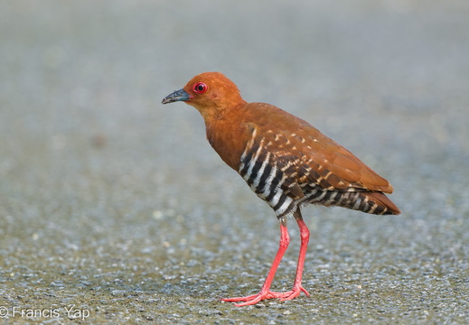 Red-legged Crake - display this album Red-legged Crake