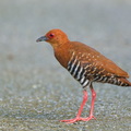 Red-legged_Crake-250601-108FRYAP-FYA05686-W.jpg