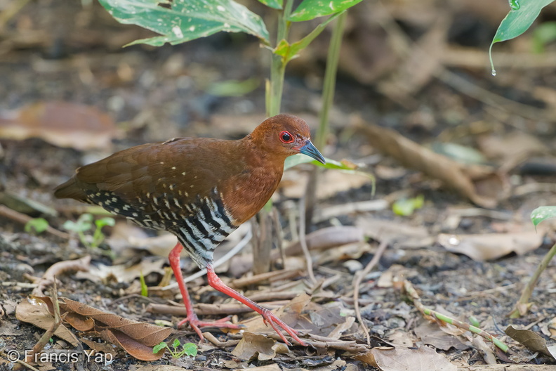 Red-legged_Crake-250601-108FRYAP-FYA05945-W.jpg